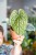 Anthurium Luxurians ø12 cm - w-25 cm-1.jpg
