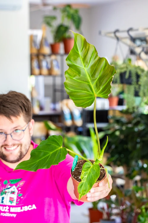 Philodendron Corsinianum ø12 cm - w-15 cm - NA ZAMÓWIENIE-1.jpg