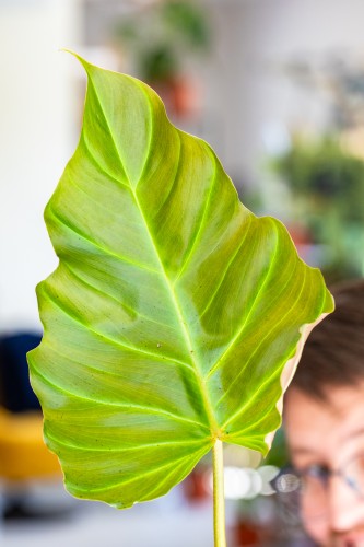 Philodendron Corsinianum ø12 cm - w-15 cm - NA ZAMÓWIENIE-2.jpg