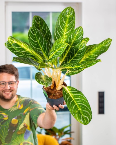 Aglaonema Key Lime-1.jpg