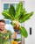 Aglaonema Key Lime-1.jpg