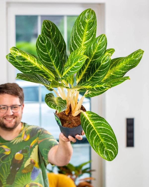 Aglaonema Key Lime-1.jpg