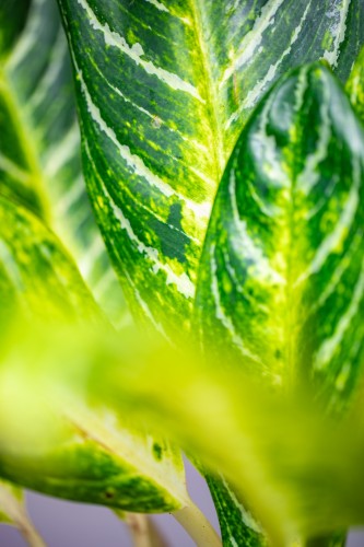 Aglaonema Key Lime-4.jpg