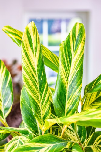Alpinia Zerumbet Variegata-3.jpg