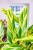 Alpinia Zerumbet Variegata-3.jpg