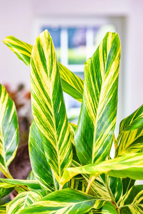 Alpinia Zerumbet Variegata-3.jpg