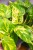 Epipremnum Hawaian-2.jpg
