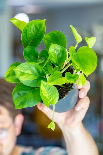 Epipremnum Global Green ø12 cm - ↑15 cm-1.jpg