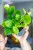 Epipremnum Global Green ø12 cm - ↑15 cm-1.jpg