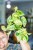 Epipremnum Snow Leopard ø12 cm - ↑15 cm-1.jpg