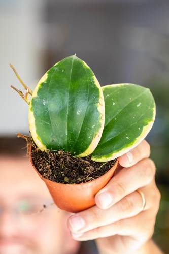 Hoya Latifolia Albomarginata Round Leaf ø8 cm - w-3 cm-1.jpg
