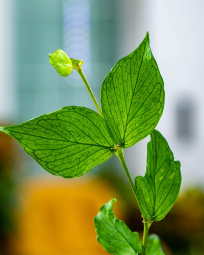 Hoya Polyneura-2.jpg