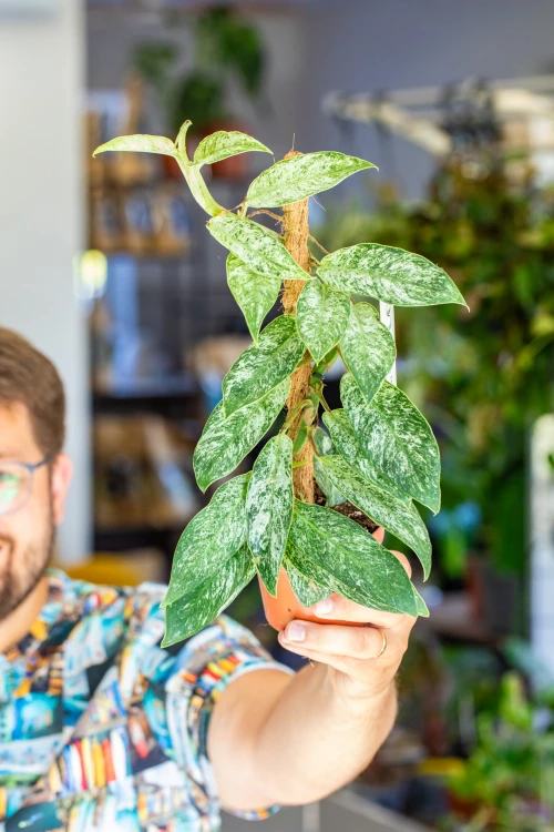 Rhaphidophora Elliptica Mint 10,5 cm - w-15 cm-1.jpg