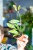 Hoya Pubicalyx Splash ø7 cm - w-5 cm-1.jpg