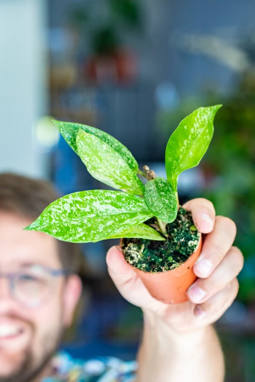 Hoya Pubicalyx Splash ø7 cm - w-5 cm-4.jpg