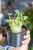 Adenium Baobab ø15 cm - w-30 cm-1.jpg