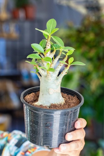 Adenium Baobab ø15 cm - w-30 cm-2.jpg