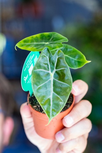 Alocasia Purple Vein ø7 cm - w-15 cm-1.jpg