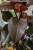 AR132750-2.jpg