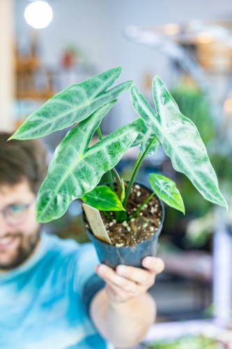 Alocasia Longiloba Silver ø14 cm - w-50 cm-1.jpg