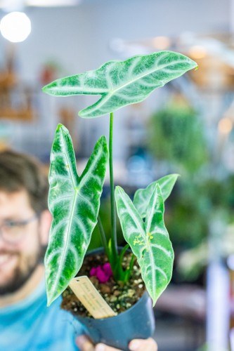 Alocasia Longiloba Silver ø14 cm - w-50 cm-2.jpg