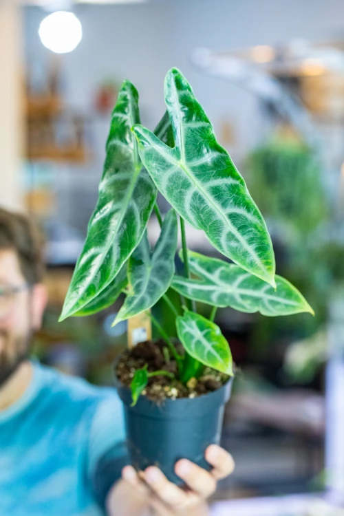 Alocasia Longiloba Silver ø14 cm - w-50 cm-3.jpg