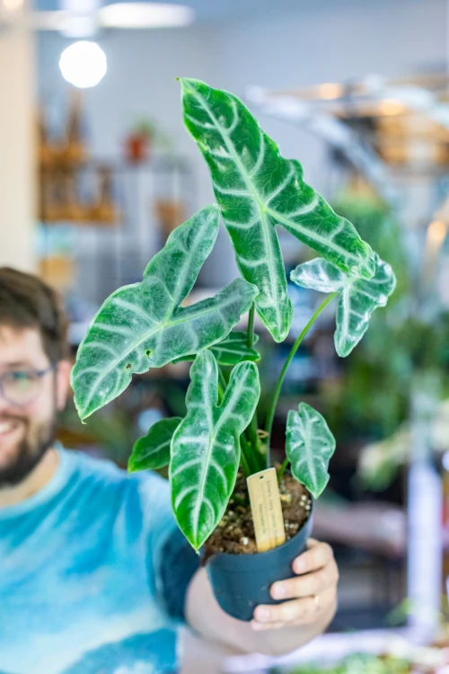 Alocasia Longiloba Silver ø14 cm - w-50 cm-4.jpg