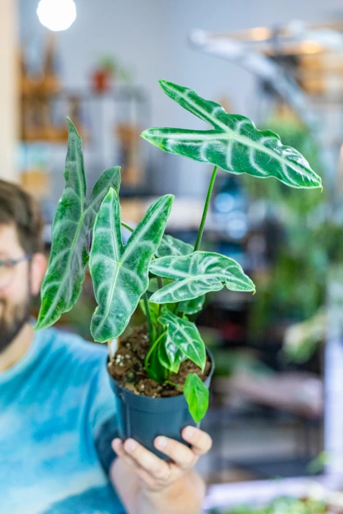 Alocasia Longiloba Silver ø14 cm - w-50 cm-5.jpg