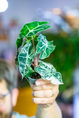 Alocasia Amazonica Dwarf Variegata ø6 cm - w-10 cm-1.jpg