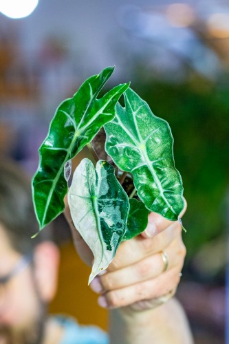 Alocasia Amazonica Dwarf Variegata ø6 cm - w-10 cm-2.jpg
