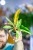 Philodendron Caramel Marble ø6 cm - w-15 cm-2.jpg