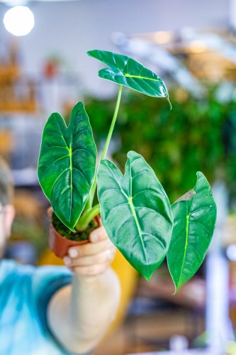 Alocasia Golden Bone ø8 cm - w-12 cm-1.jpg
