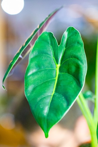 Alocasia Golden Bone ø8 cm - w-12 cm-2.jpg
