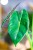 Alocasia Golden Bone ø8 cm - w-12 cm-2.jpg
