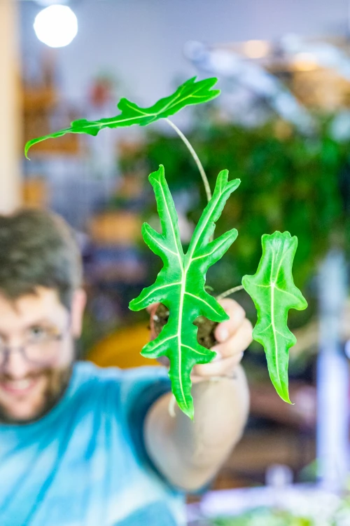 Alocasia Portei Zebra ø8 cm - w-12 cm-1.jpg