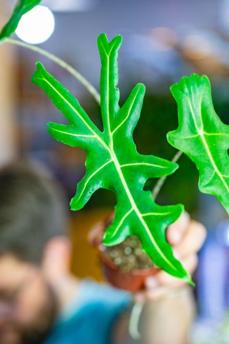 Alocasia Portei Zebra ø8 cm - w-12 cm-2.jpg