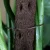 Kratiste-Ecowire-for-Monstera.jpg.webp