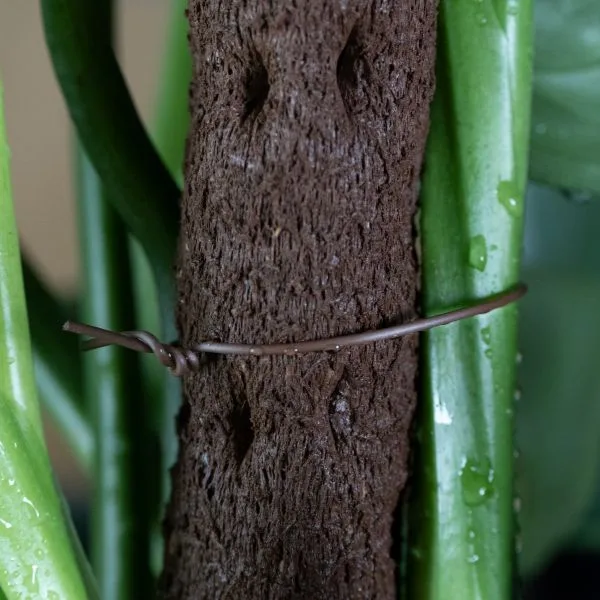 Kratiste-Ecowire-for-Monstera.jpg.webp