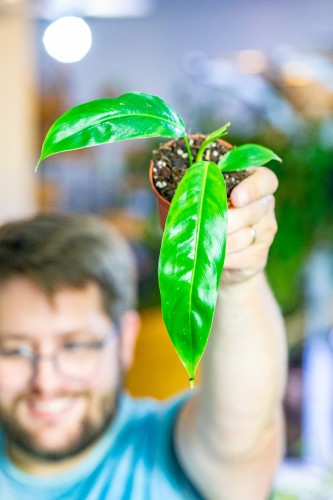 Philodendron Patriciae ø10,5 cm - w-20 cm-1.jpg
