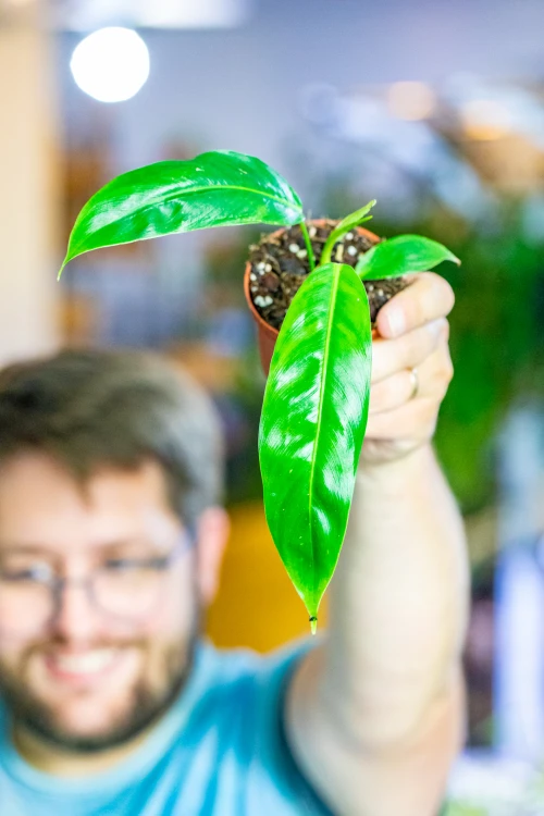 Philodendron Patriciae ø10,5 cm - w-20 cm-1.jpg