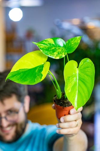 Monstera Marmorata Aurea ø7 cm - w-10 cm -1.jpg