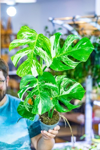 Monstera Borsigiana Albo Variegata ø12 cm - w-30 cm-1.jpg