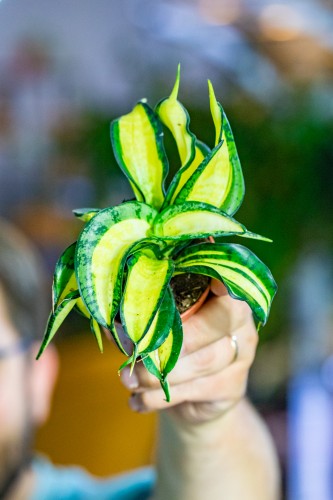 Sansevieria Wendy Yellow-1.jpg