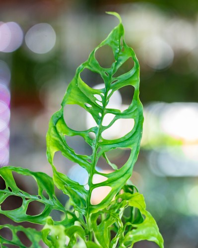 Monstera Obliqua Peru ø12 cm-2.jpg