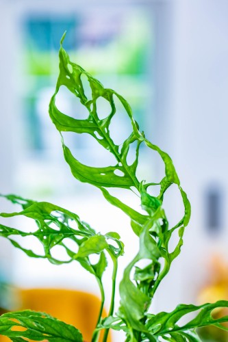 Monstera Obliqua Peru-2.jpg