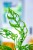 Monstera Obliqua Peru-2.jpg