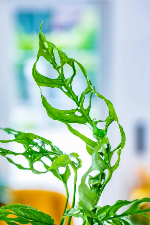 Monstera Obliqua Peru-2.jpg