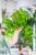 Hoya Polyneura ø14 cm - w-30 cm-1.jpg