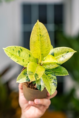 Ficus El Shivereana-1.jpg