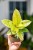 Ficus El Shivereana-1.jpg